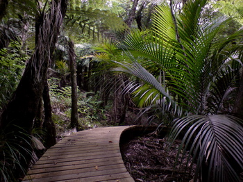 The Private bushwalk on the property The Private bushwalk on the property
