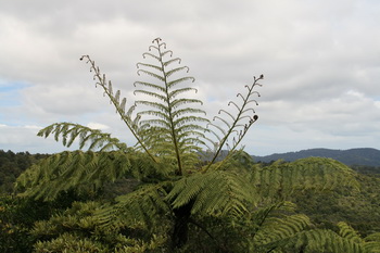 Native bush
