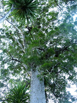 Cascades Kauri park: A magnificent Kauri
