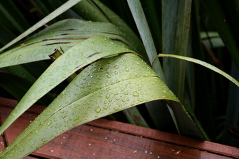 Thinking Green