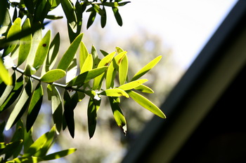 Thinking Green