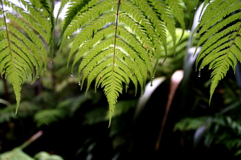 Thinking Green