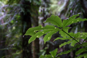 Thinking Green